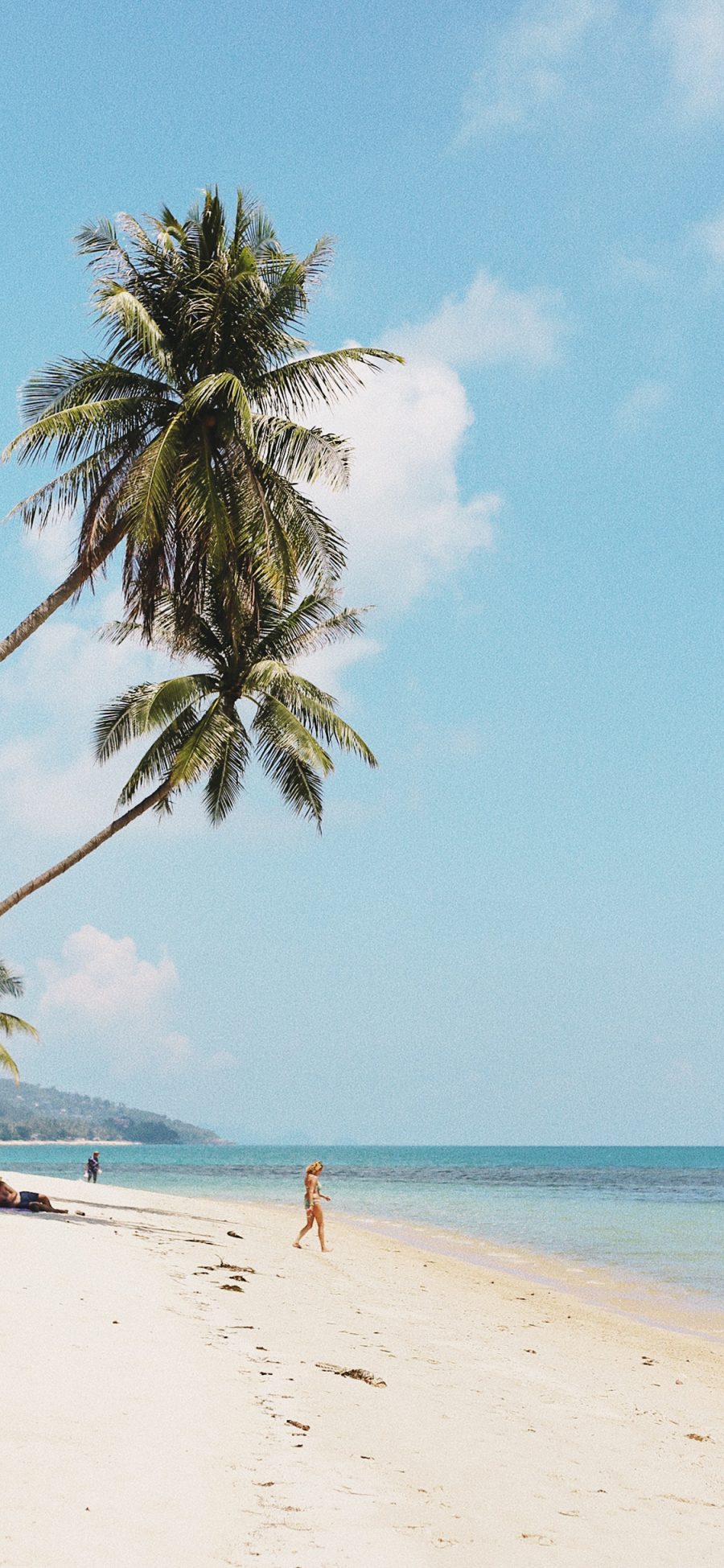 [2436×1125]沙滩  海岸 椰树 大海 苹果手机壁纸图片