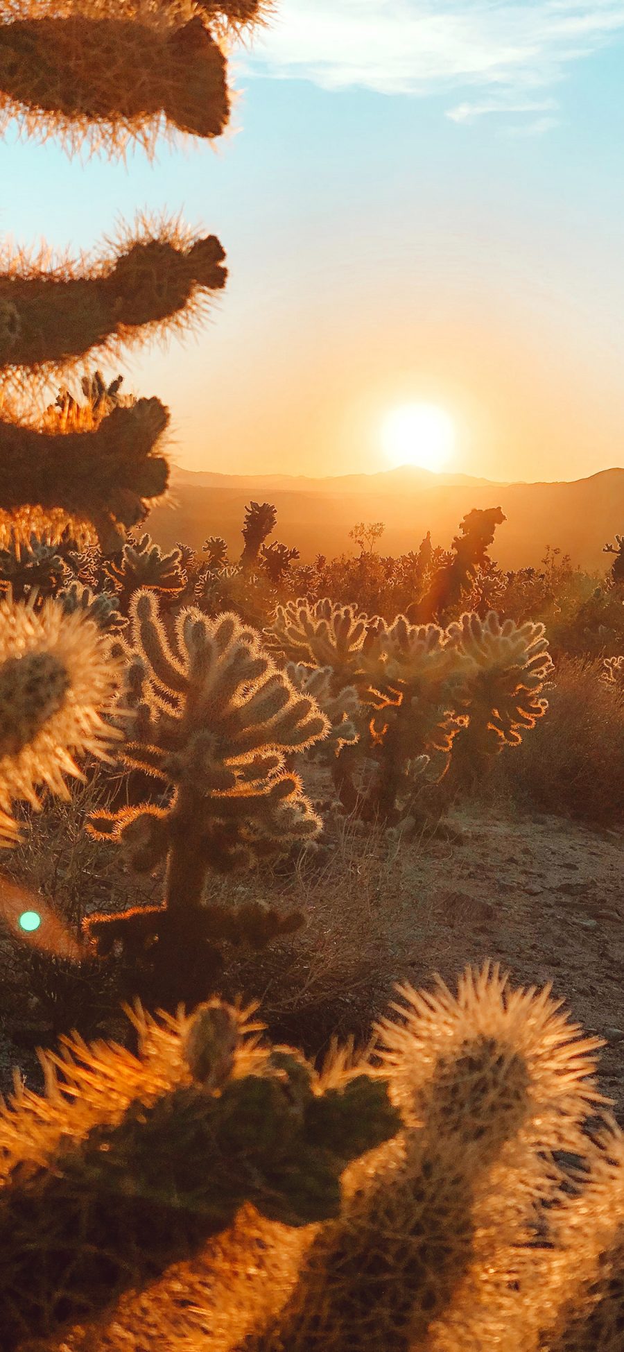 [2436×1125]沙漠 仙人掌 沙漠之花 太阳 苹果手机壁纸图片