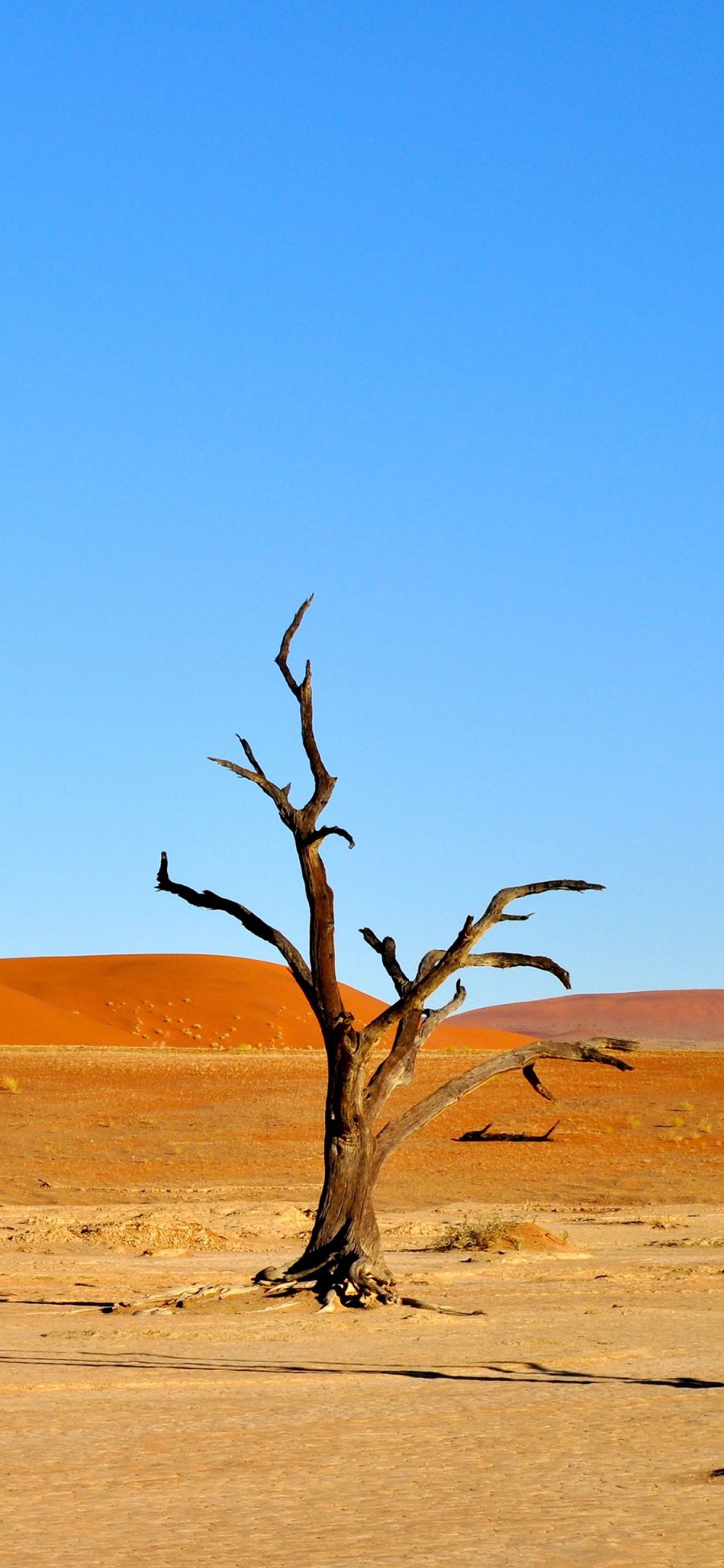 [2436×1125]沙漠 自然 纳米比亚 非洲 蓝天 枯木 苹果手机壁纸图片