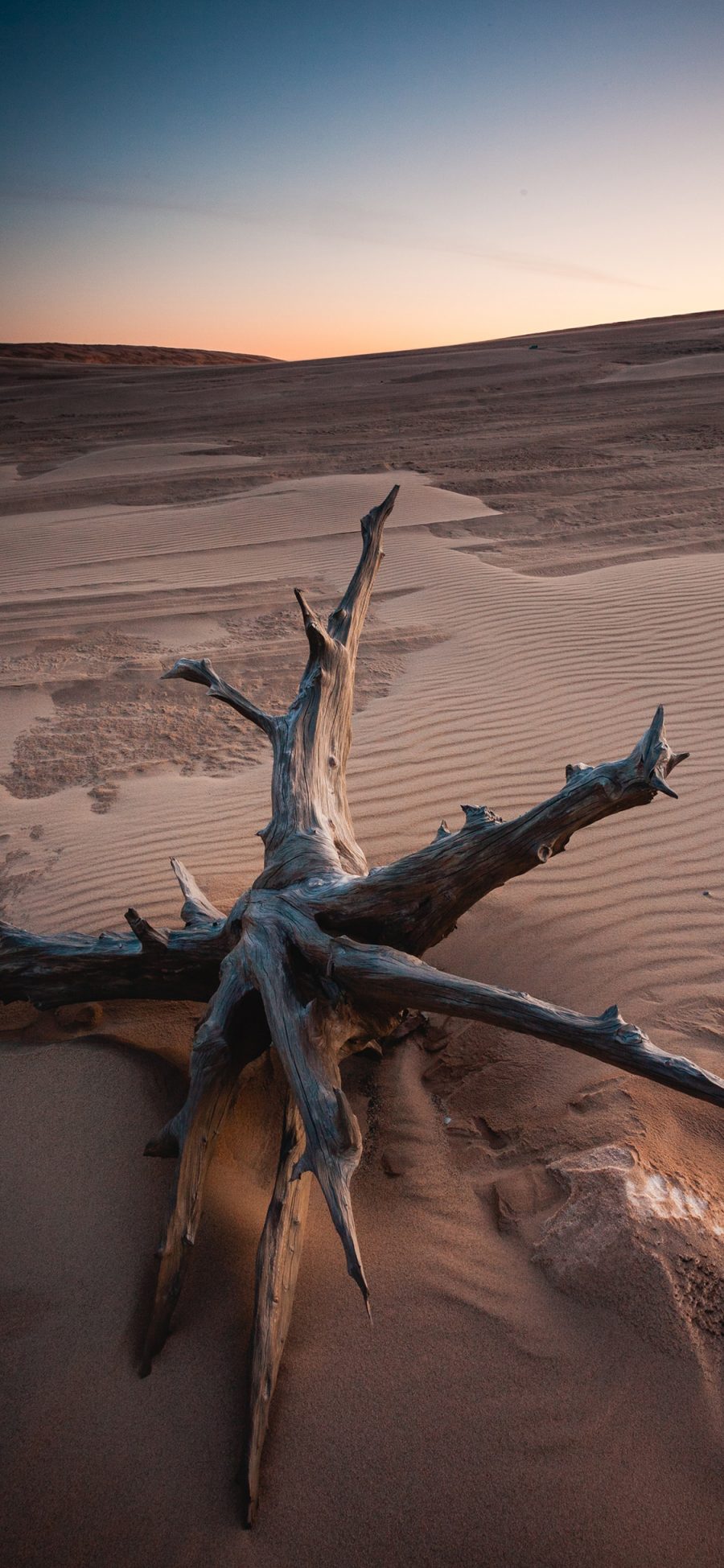 [2436×1125]沙漠 荒芜 树桩 干枯 苹果手机壁纸图片
