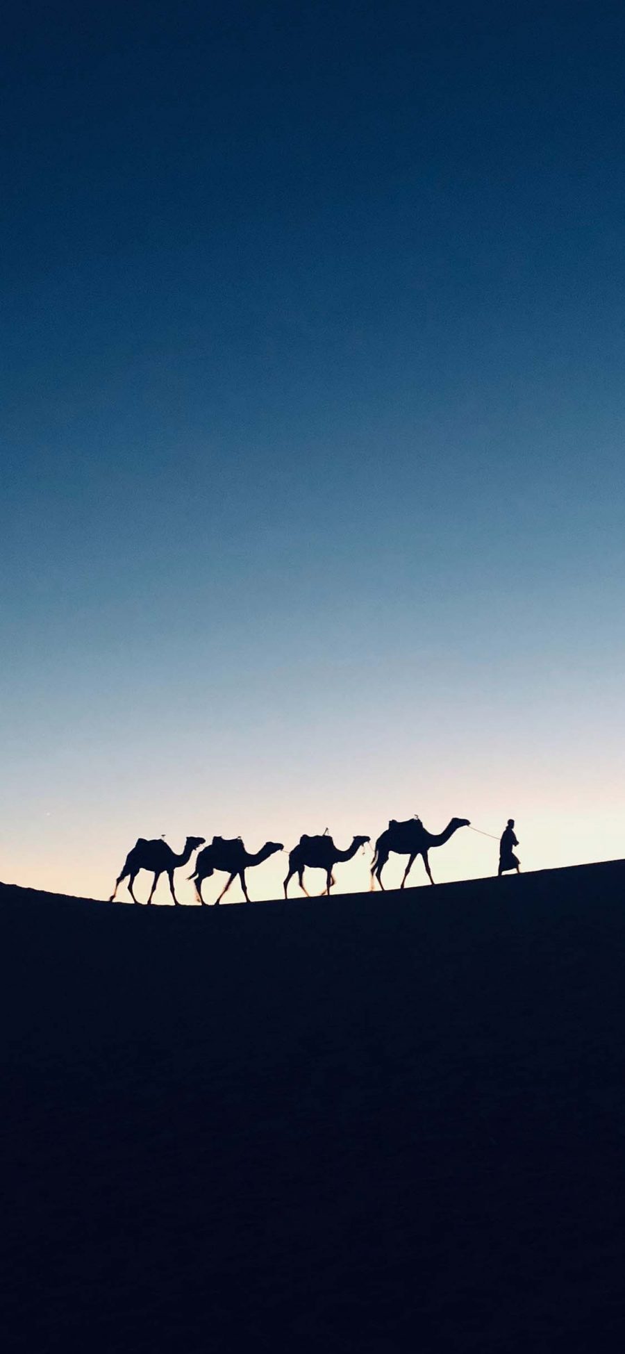 [2436×1125]沙漠 行走 骆驼队伍 苹果手机壁纸图片