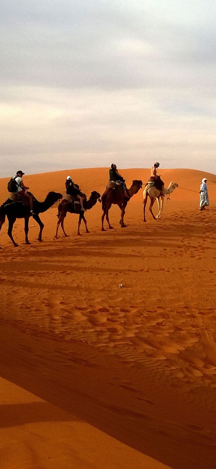 [2436×1125]沙漠中行走的骆驼队 苹果手机壁纸图片