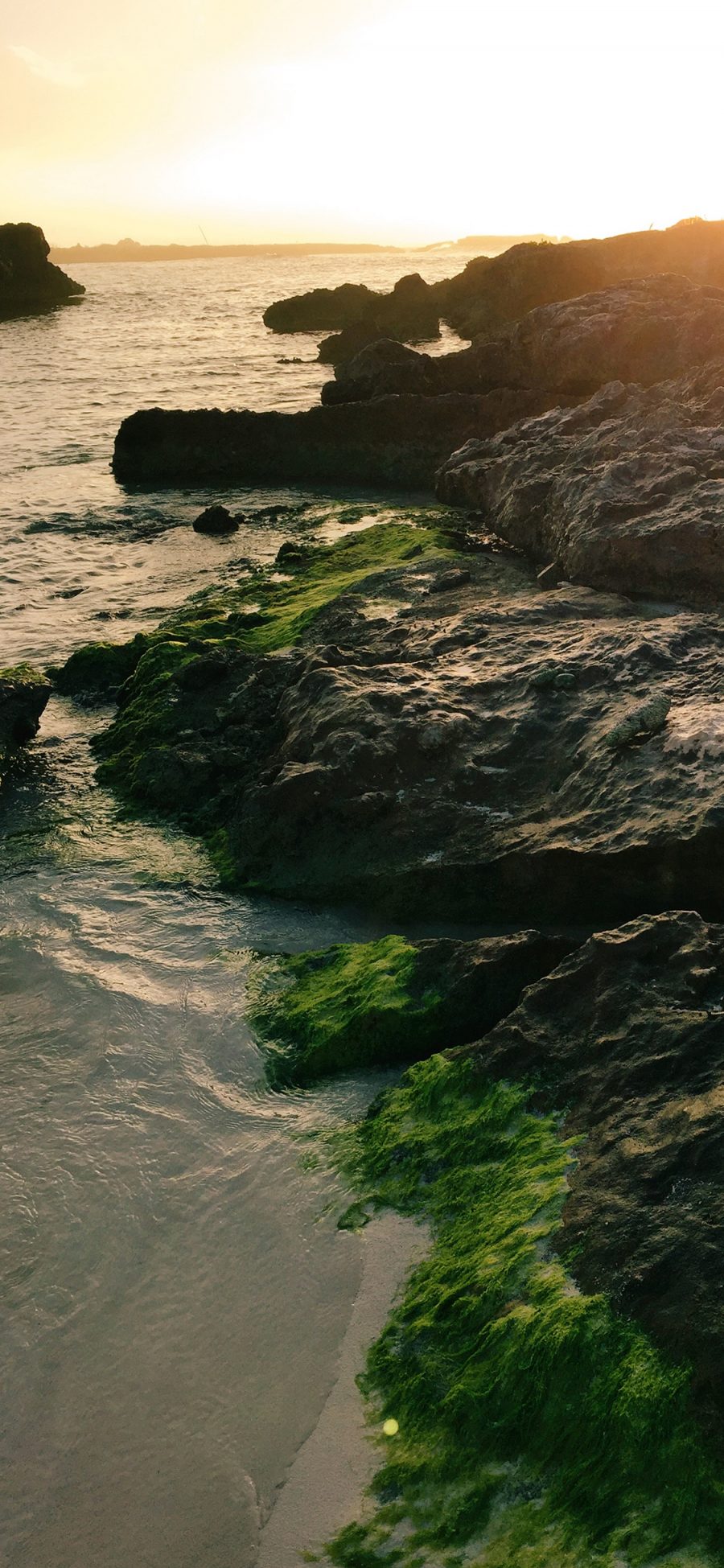 [2436×1125]海岸 景色 苔藓 礁石 苹果手机壁纸图片