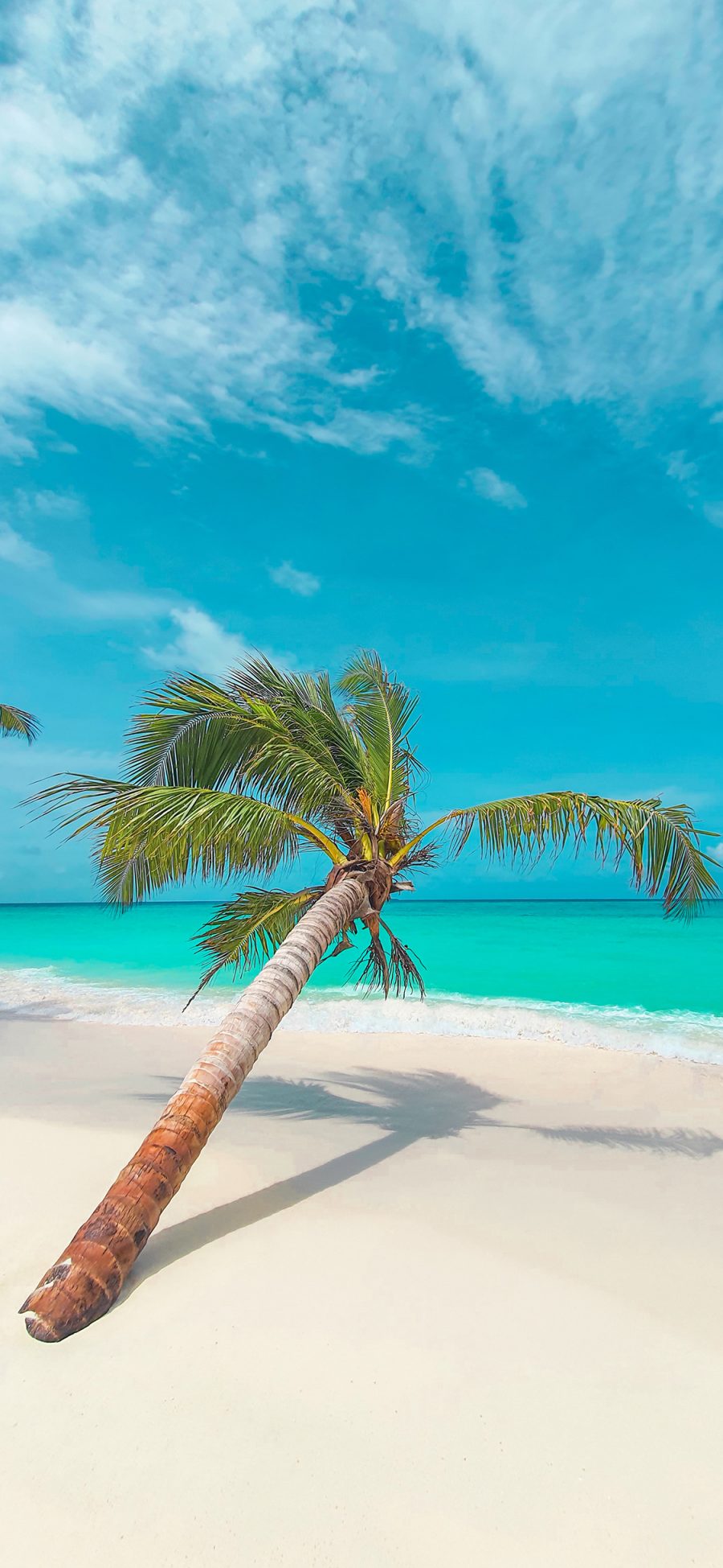 [2436×1125]海岸 海滩 椰树 碧海蓝天 苹果手机壁纸图片