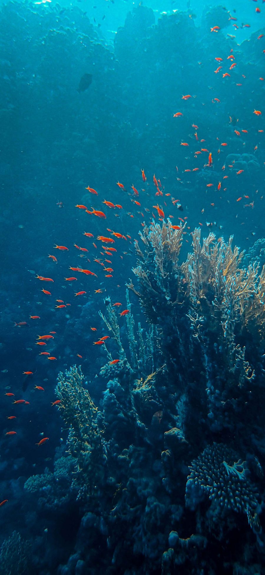 [2436×1125]海底 海洋 珊瑚 鱼群 苹果手机壁纸图片