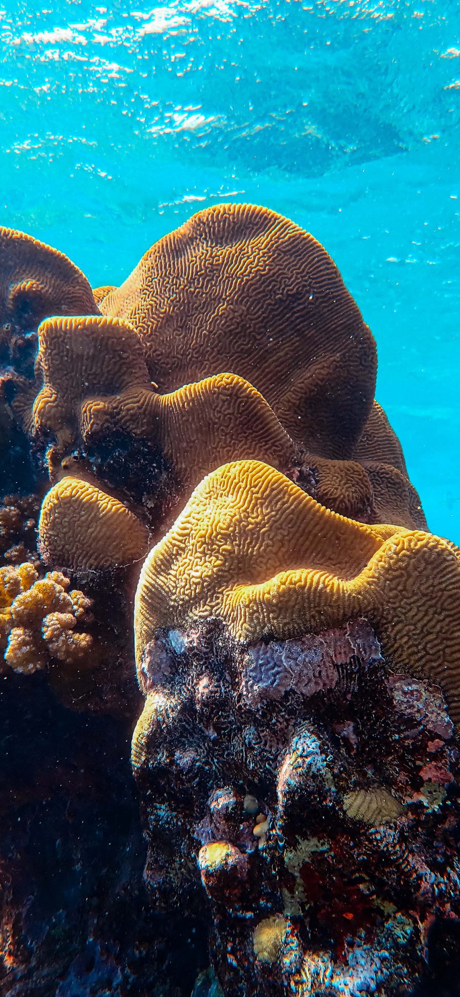 [2436×1125]海底 珊瑚 珊瑚虫 清澈 苹果手机壁纸图片