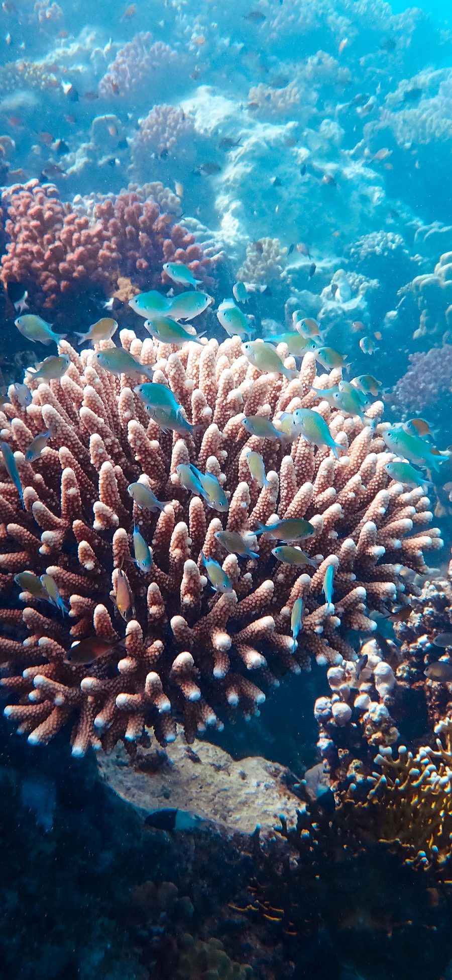 [2436×1125]海底 珊瑚 珊瑚虫 鱼群