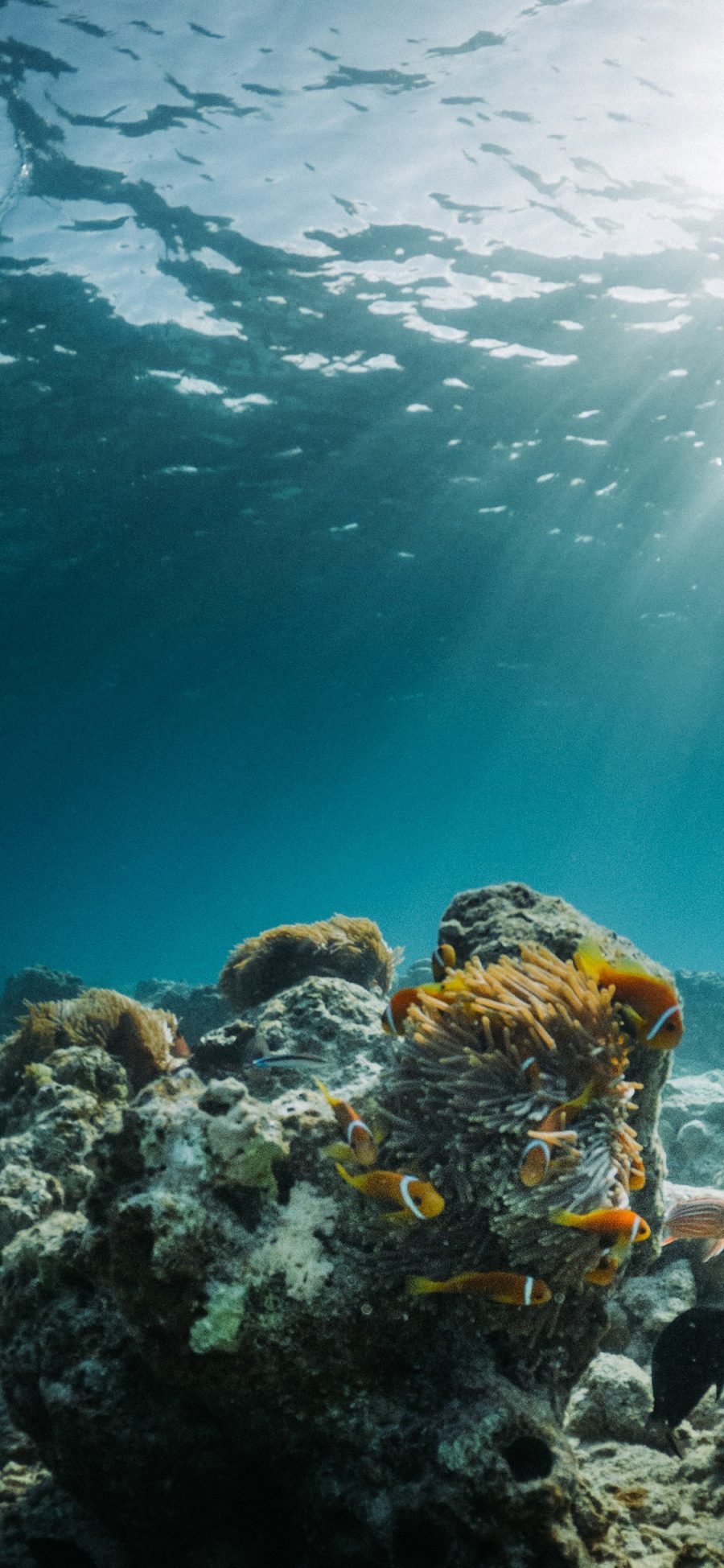 [2436×1125]海底 珊瑚 鱼群 礁石 珊瑚礁 苹果手机壁纸图片