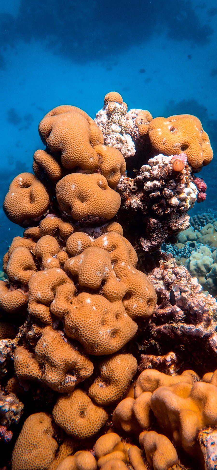 [2436×1125]海底 珊瑚虫 珊瑚 珊瑚礁 苹果手机壁纸图片