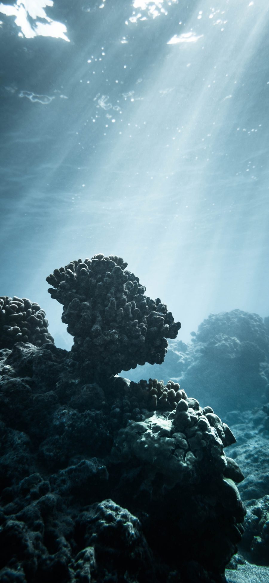 [2436×1125]海底世界 深海 珊瑚 光束 苹果手机壁纸图片