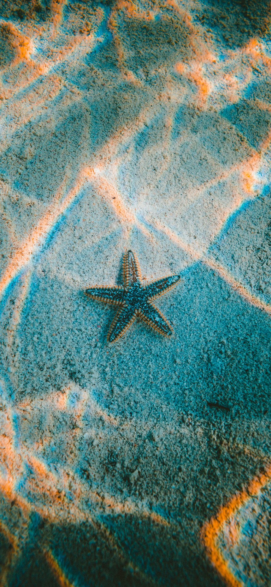 [2436×1125]海星 大海 海水 阳光 波纹 苹果手机壁纸图片