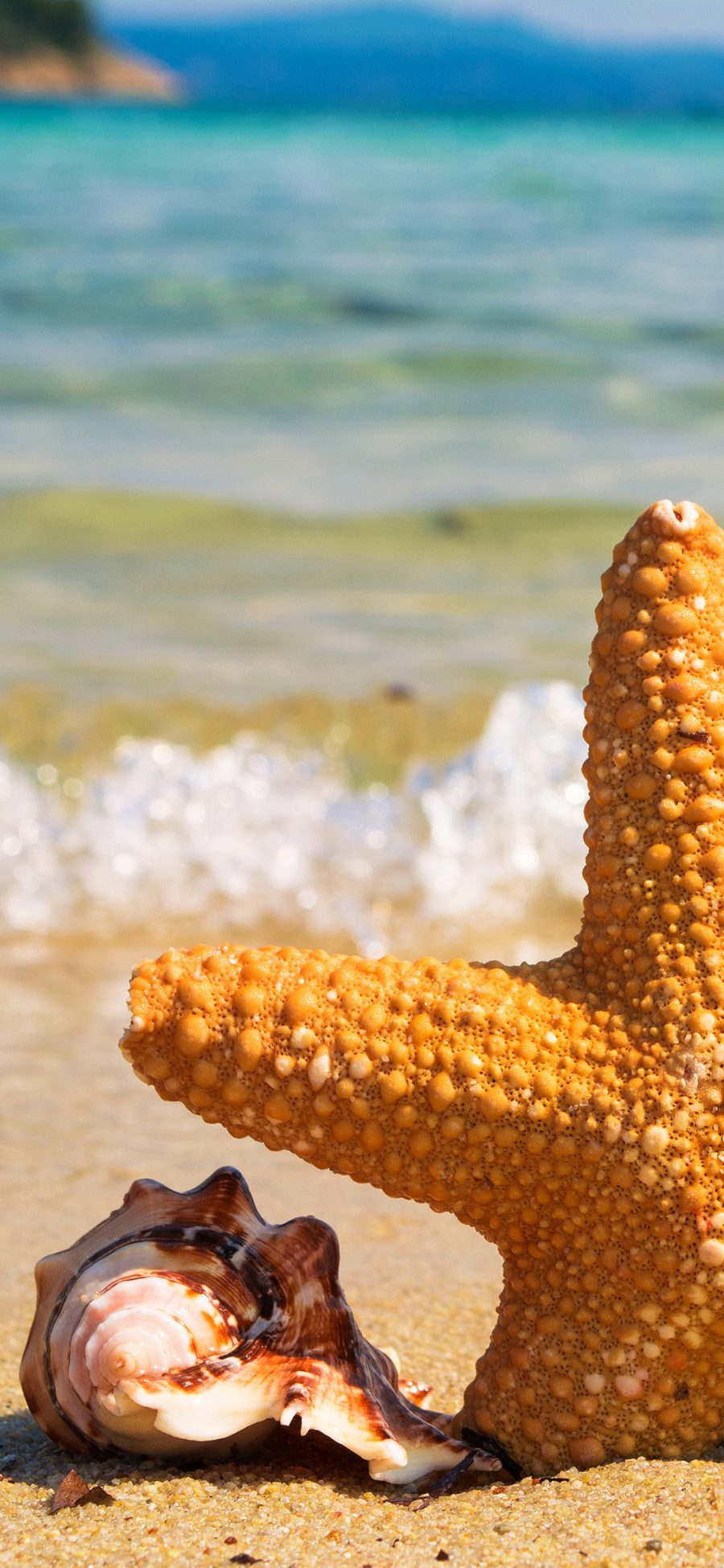 [2436×1125]海星 海螺 沙滩 大海 海浪 海岸 苹果手机壁纸图片