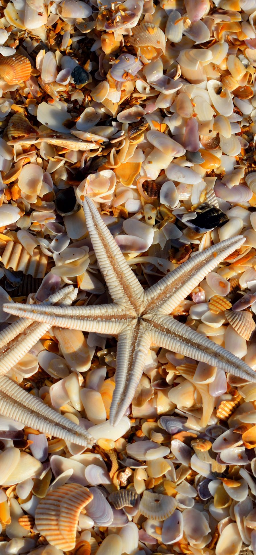 [2436×1125]海星 贝壳 沙滩 海洋 苹果手机壁纸图片