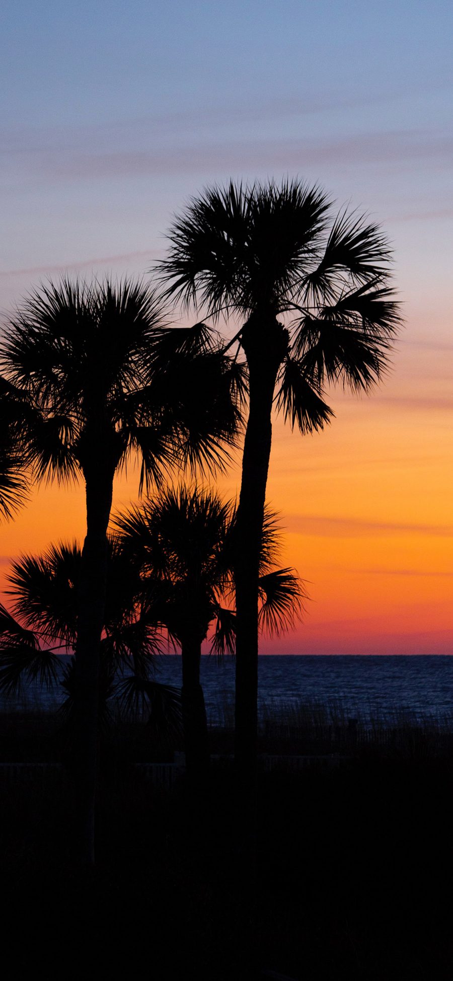 [2436×1125]海景 夕阳 椰树 唯美 苹果手机壁纸图片