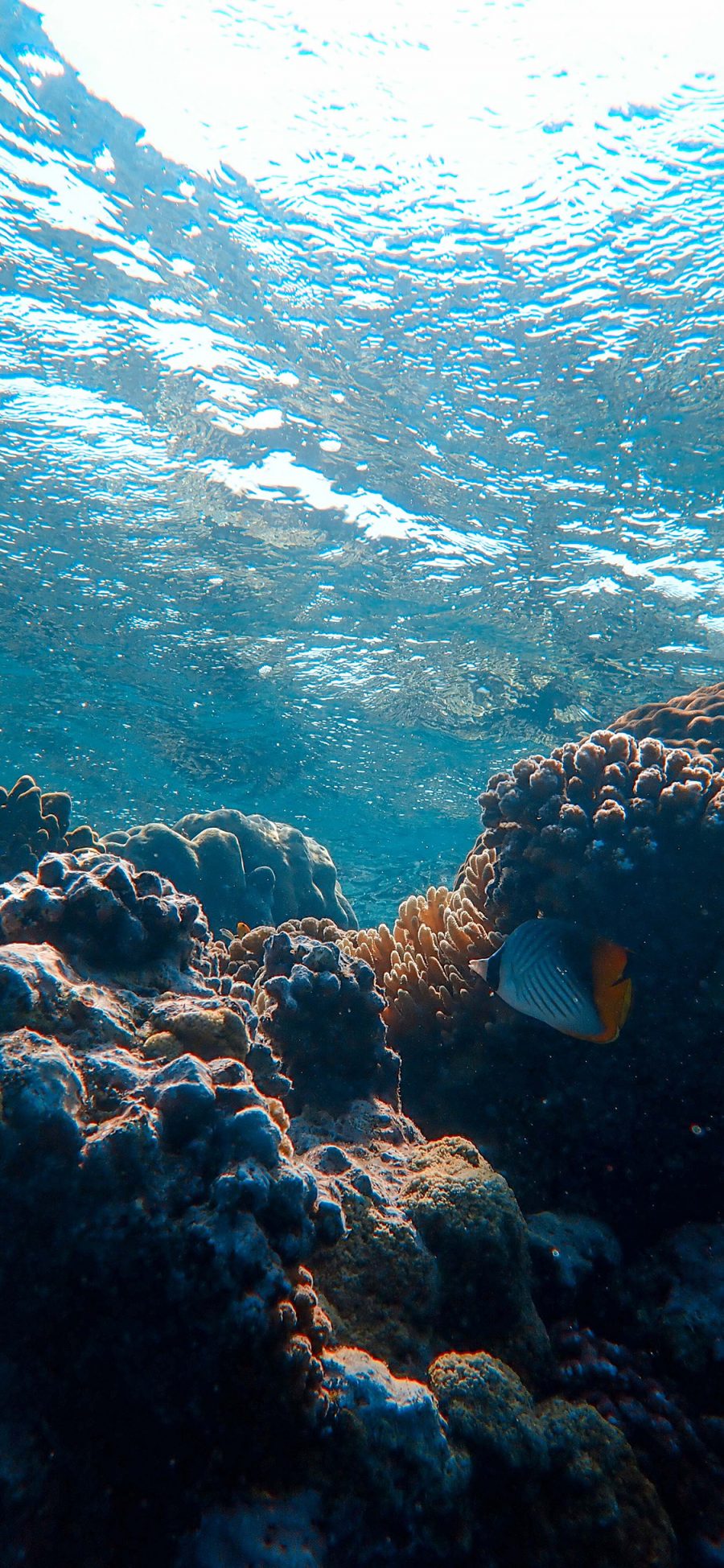 [2436×1125]海洋 大海 珊瑚礁 海水 苹果手机壁纸图片