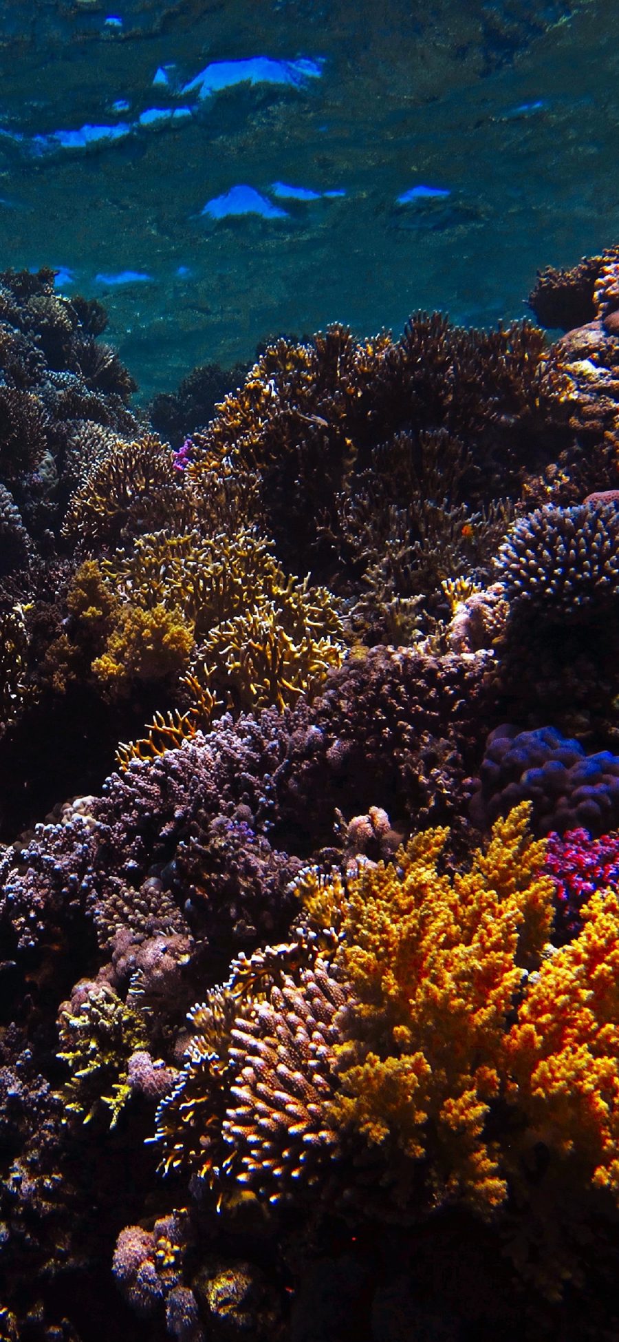 [2436×1125]海洋 海底世界 珊瑚 生态 苹果手机壁纸图片