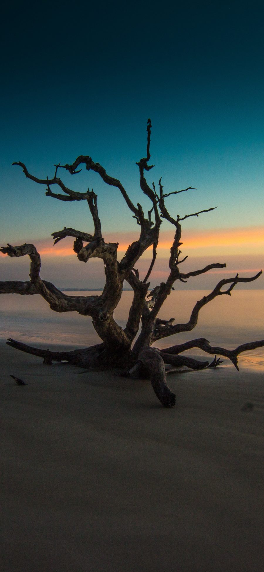 [2436×1125]海滩 夕阳 枯木 自然美景 苹果手机壁纸图片