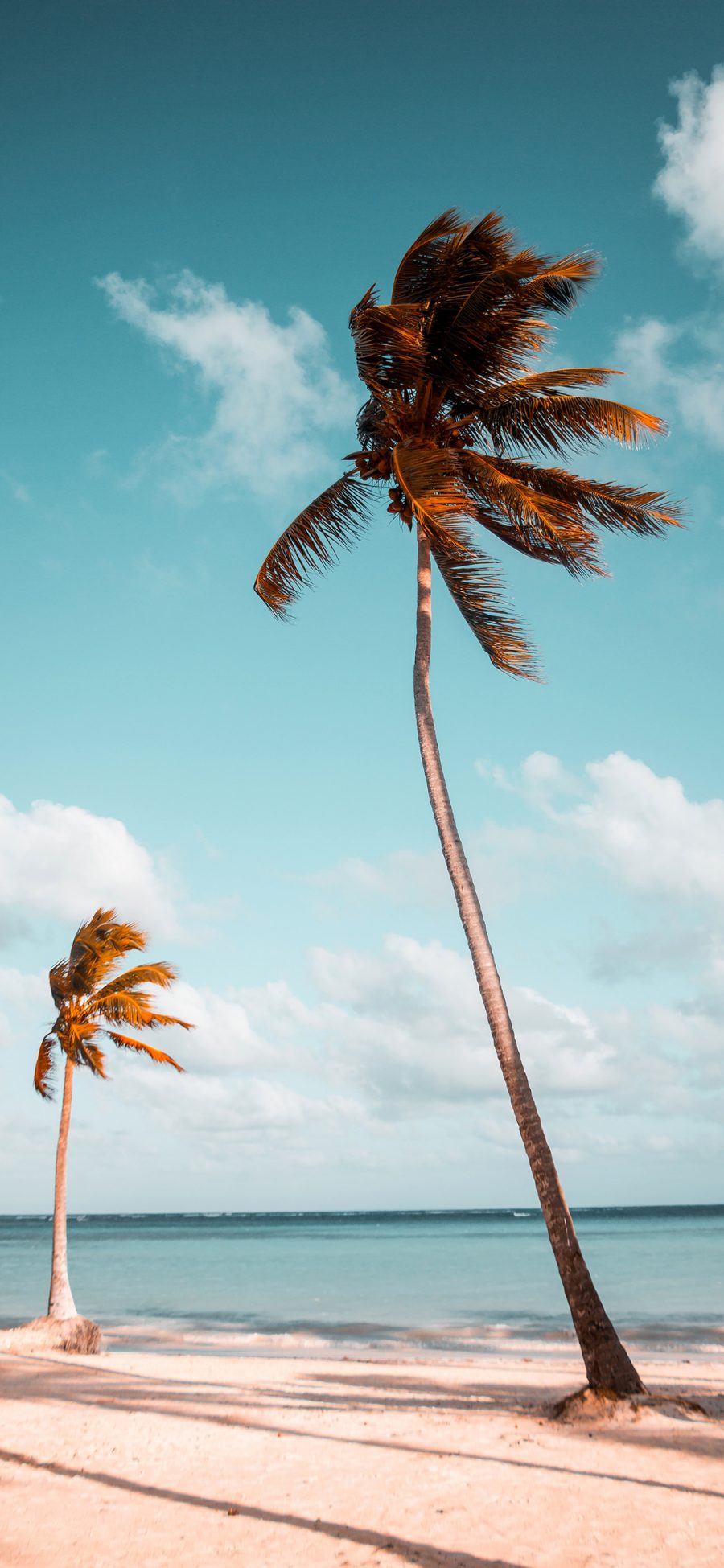 [2436×1125]海边 椰树 高耸 树影 苹果手机壁纸图片