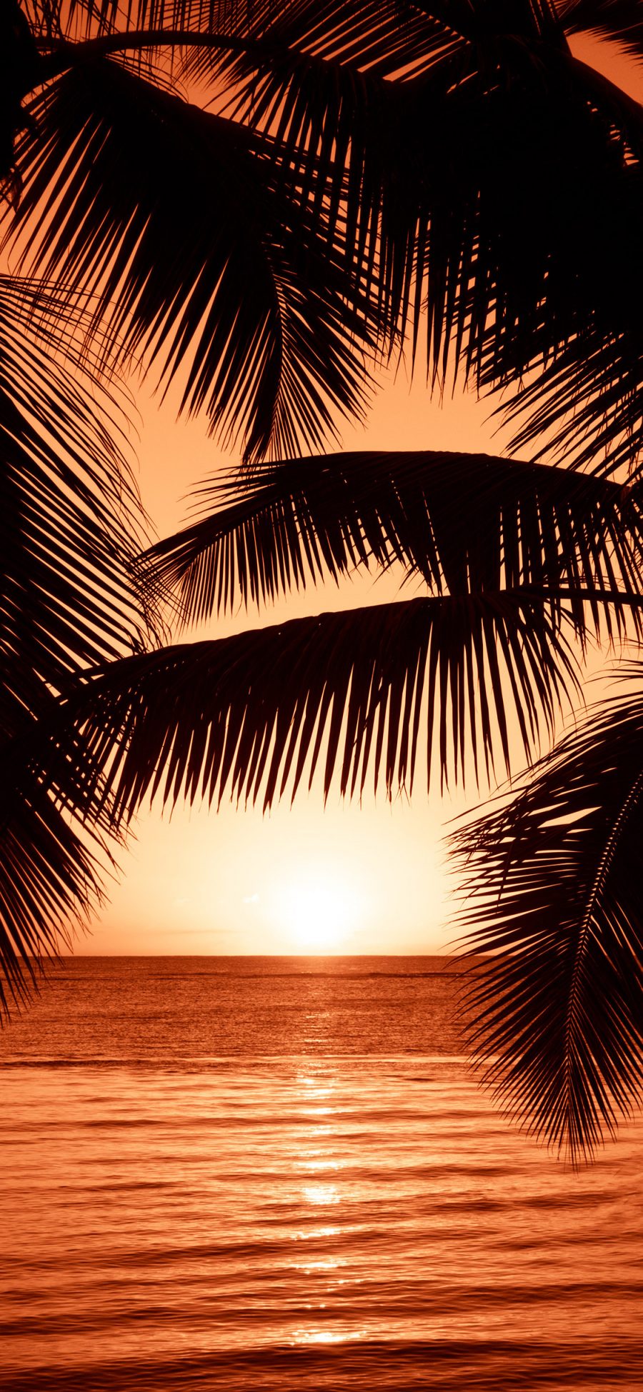 [2436×1125]海边 落日 晚霞 椰树 美景 苹果手机壁纸图片