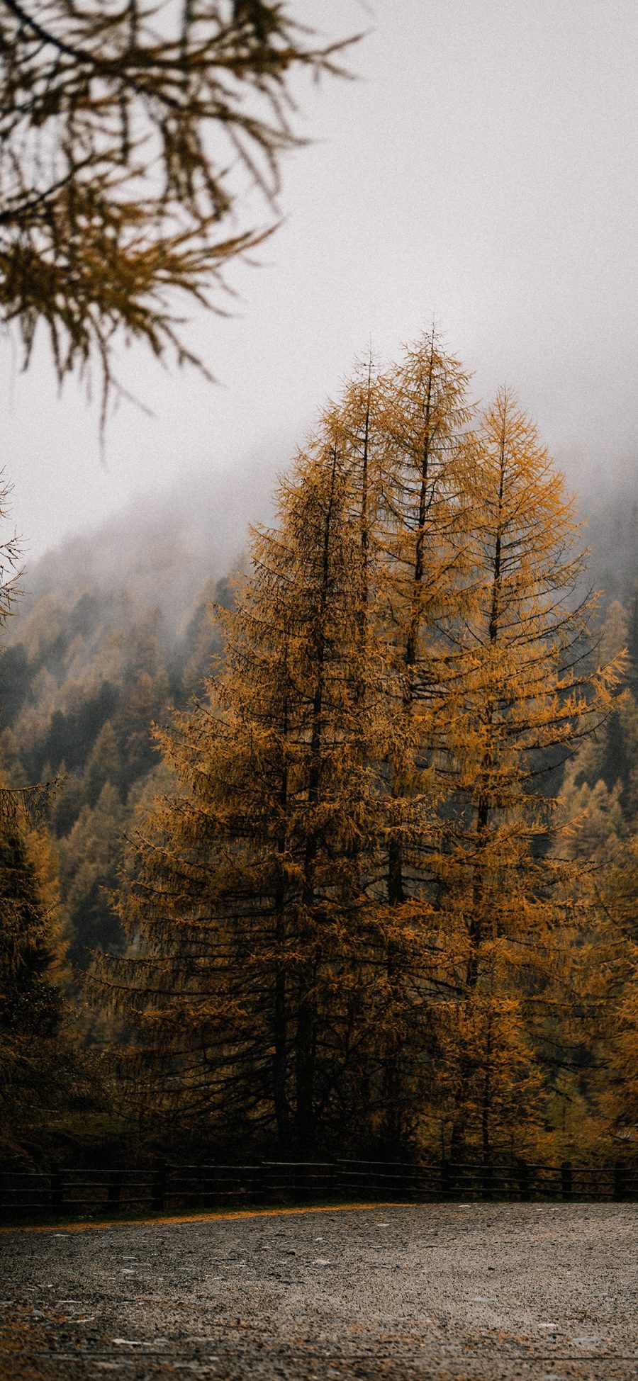 [2436×1125]深山 自然 树木 烟雾 美景 苹果手机壁纸图片