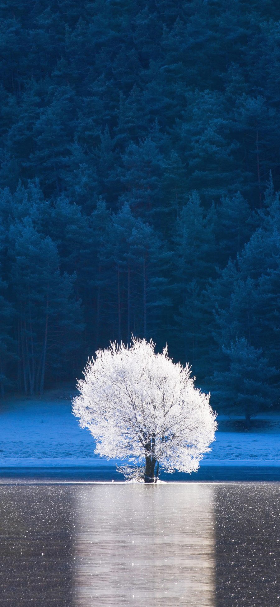 [2436×1125]湖泊 树木 银色 梦幻 苹果手机壁纸图片