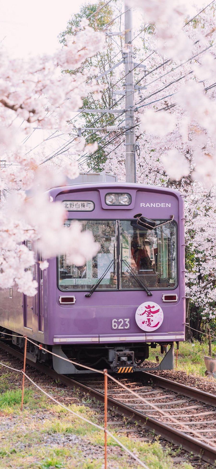 [2436×1125]火车 樱花 日本 列车 行驶 春天 苹果手机壁纸图片