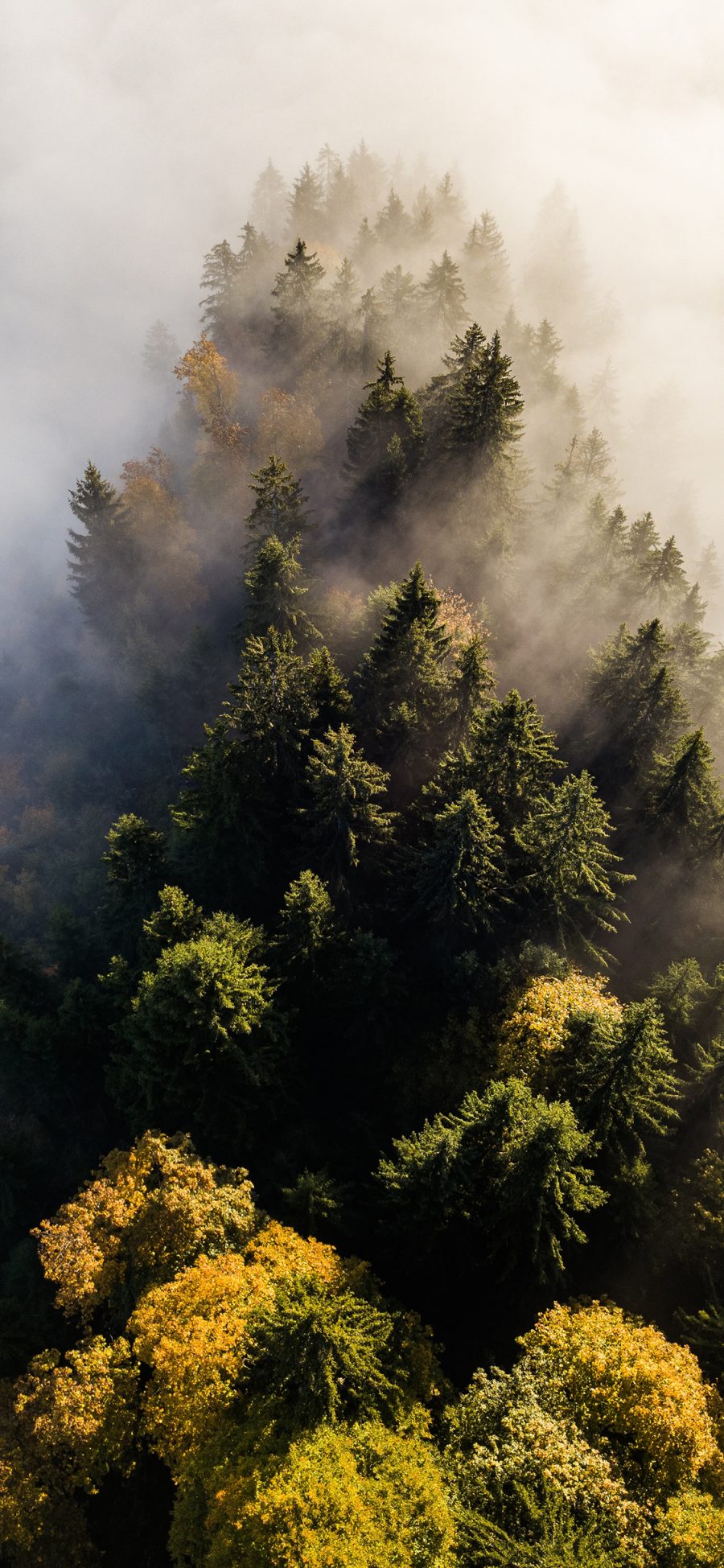 [2436×1125]烟雾 山峰 树木 树林 苹果手机壁纸图片