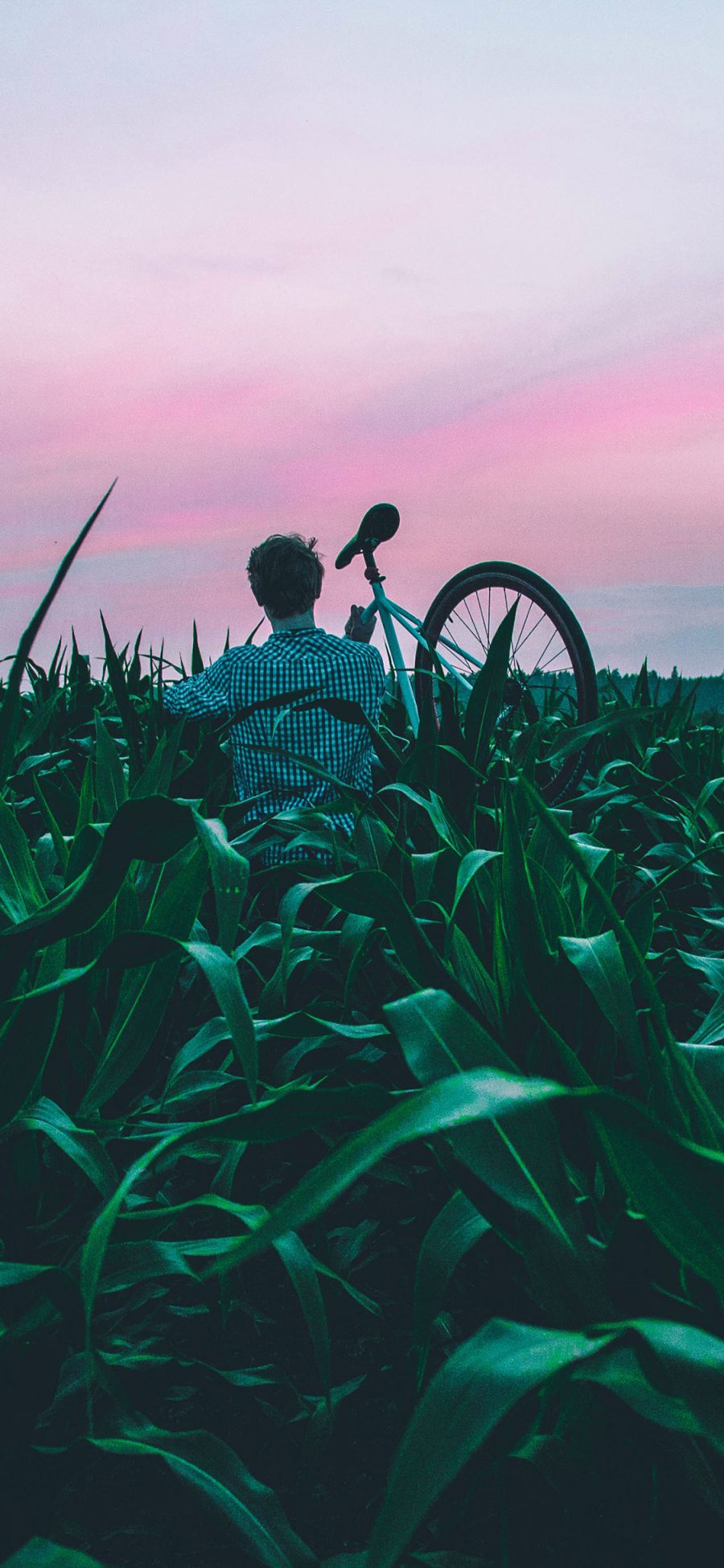 [2436×1125]玉米地 绿色 男孩 单车 自行车 背影 苹果手机壁纸图片
