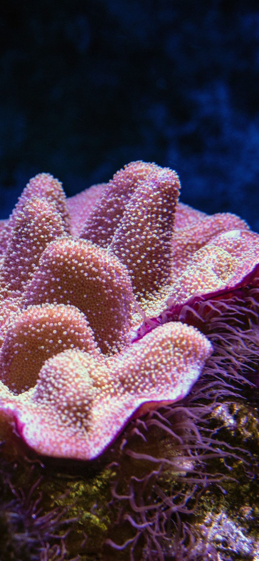 [2436×1125]珊瑚 海底 珊瑚虫 海洋 苹果手机壁纸图片