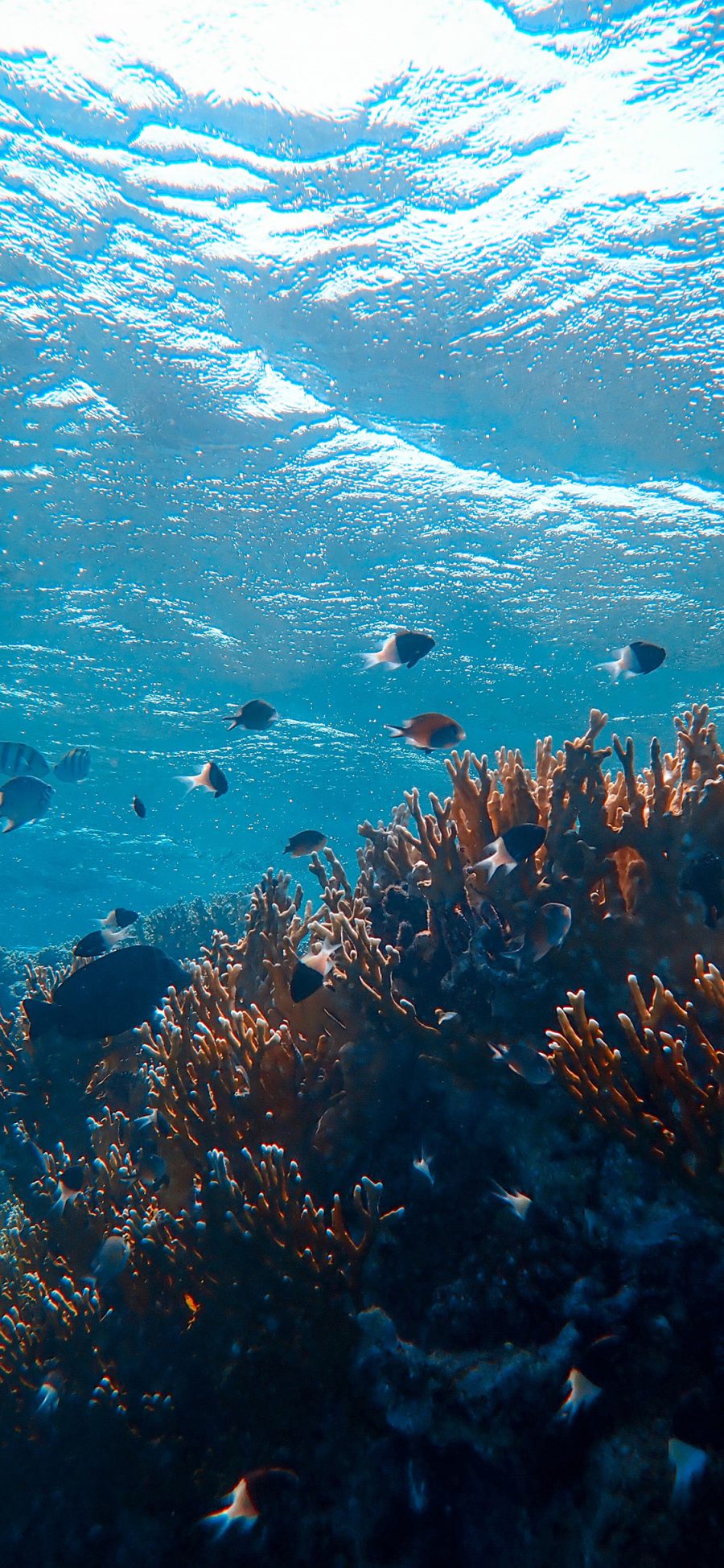[2436×1125]珊瑚 海洋 海底 海水 苹果手机壁纸图片