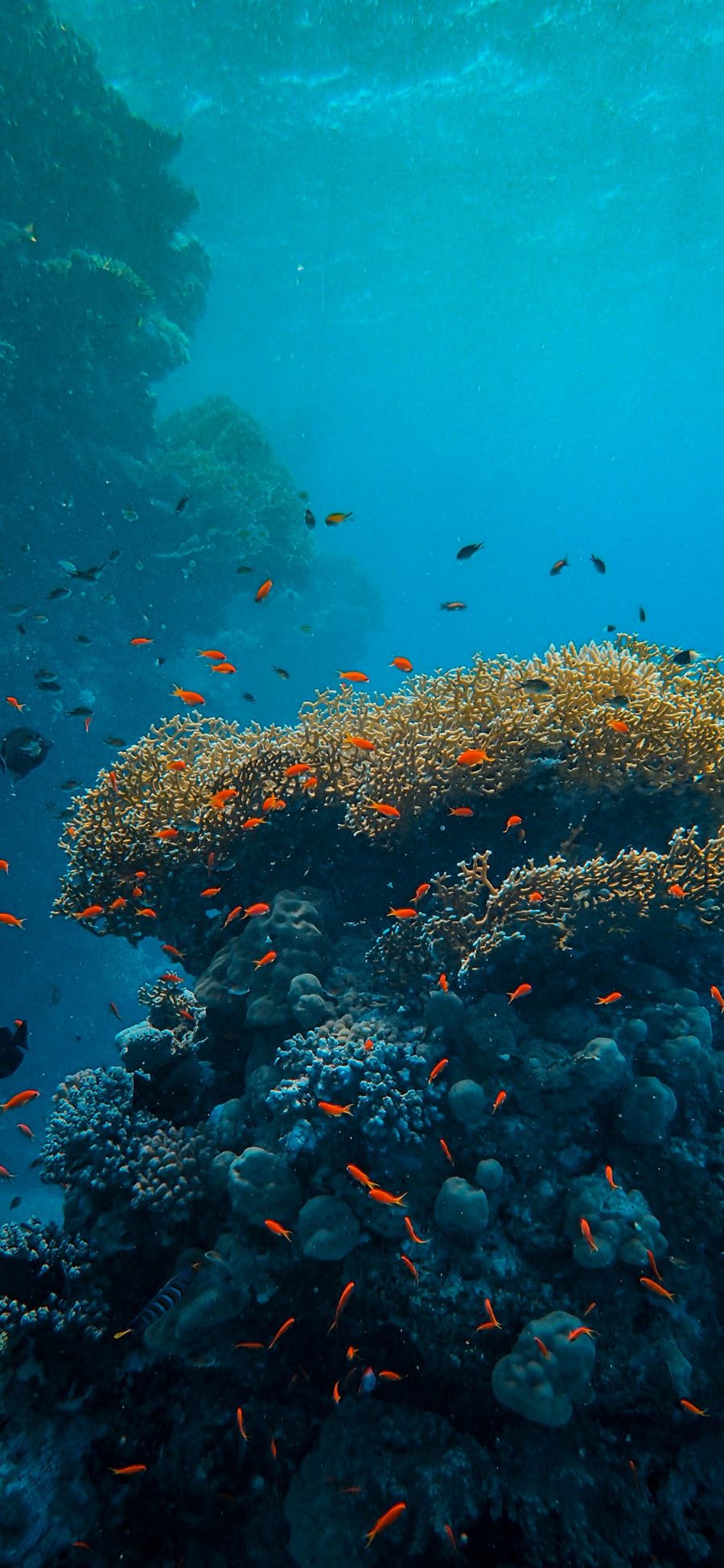 [2436×1125]珊瑚 海洋 海底 鱼群 苹果手机壁纸图片