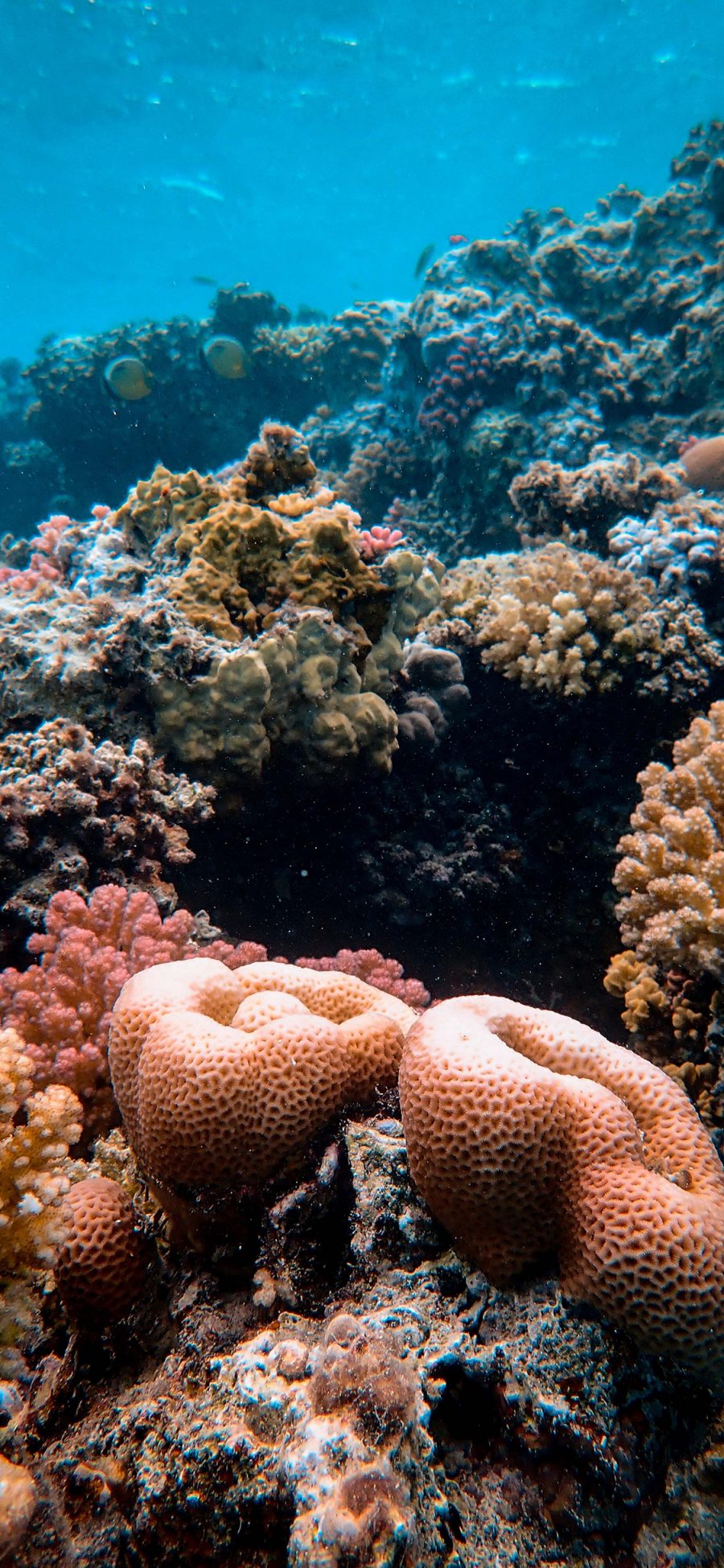 [2436×1125]珊瑚 珊瑚虫 海底 唯美 苹果手机壁纸图片