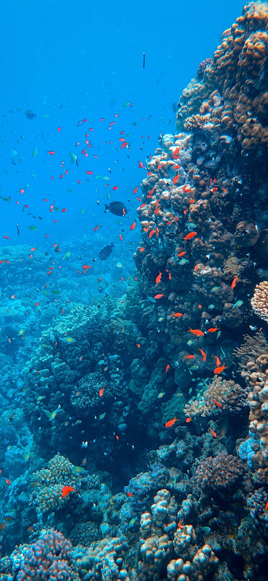 [2436×1125]珊瑚 珊瑚虫 鱼群 珊瑚礁 苹果手机壁纸图片