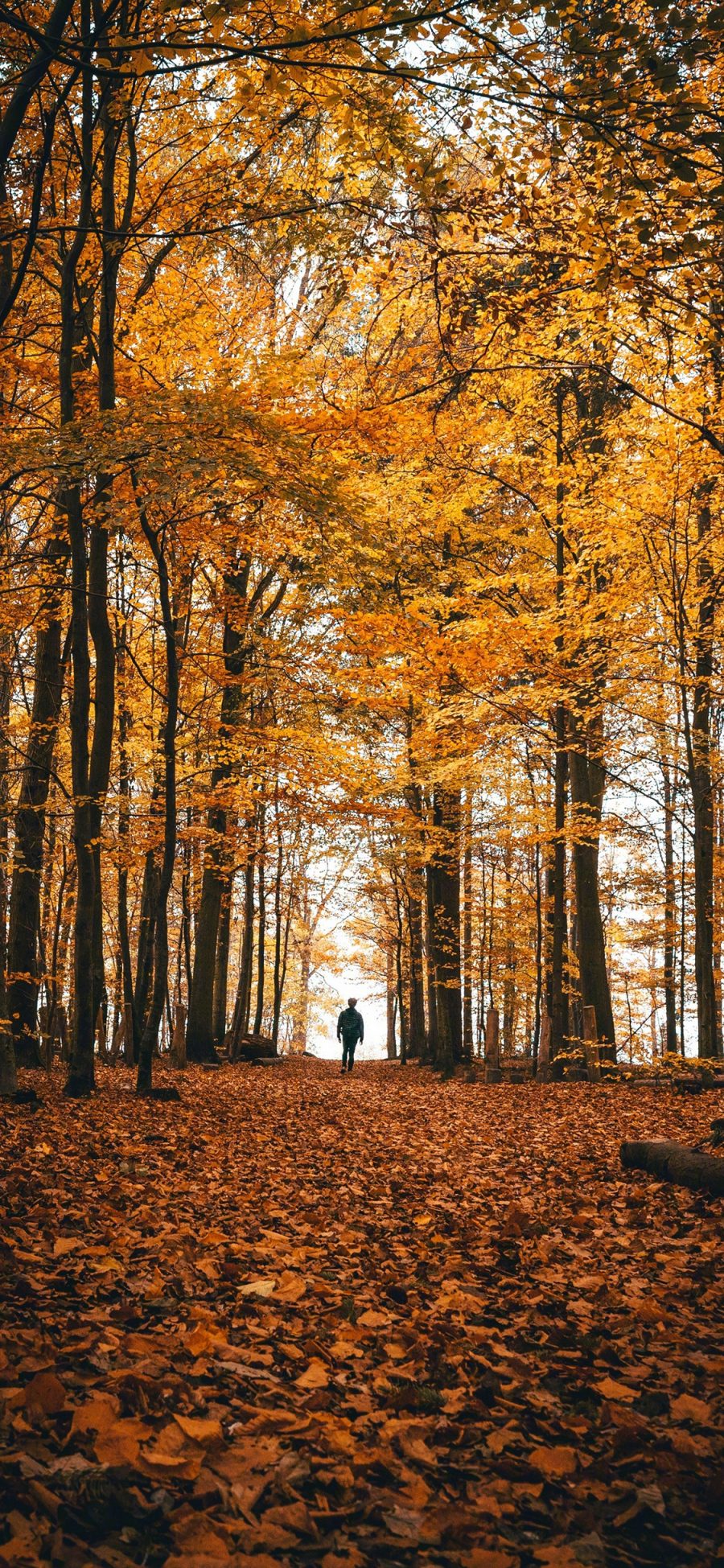 [2436×1125]秋天 季节 黄色 落叶 树木 枯黄 苹果手机壁纸图片