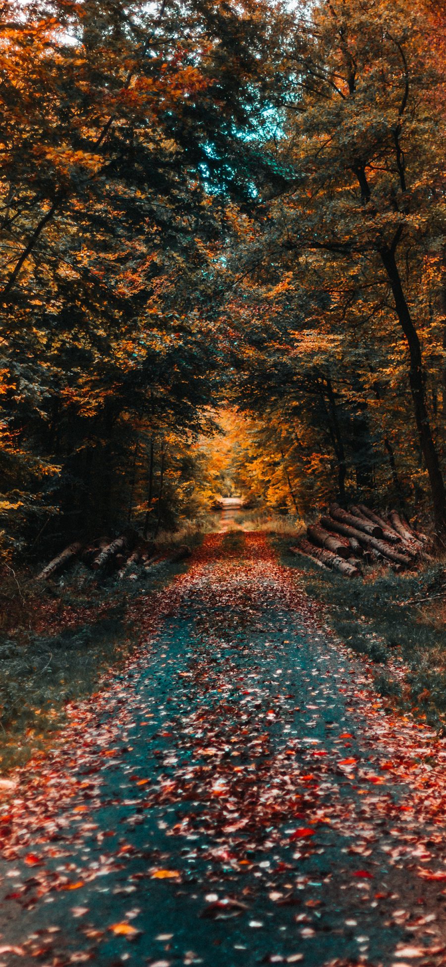 [2436×1125]秋季 季节 落叶 枯黄 树林 苹果手机壁纸图片