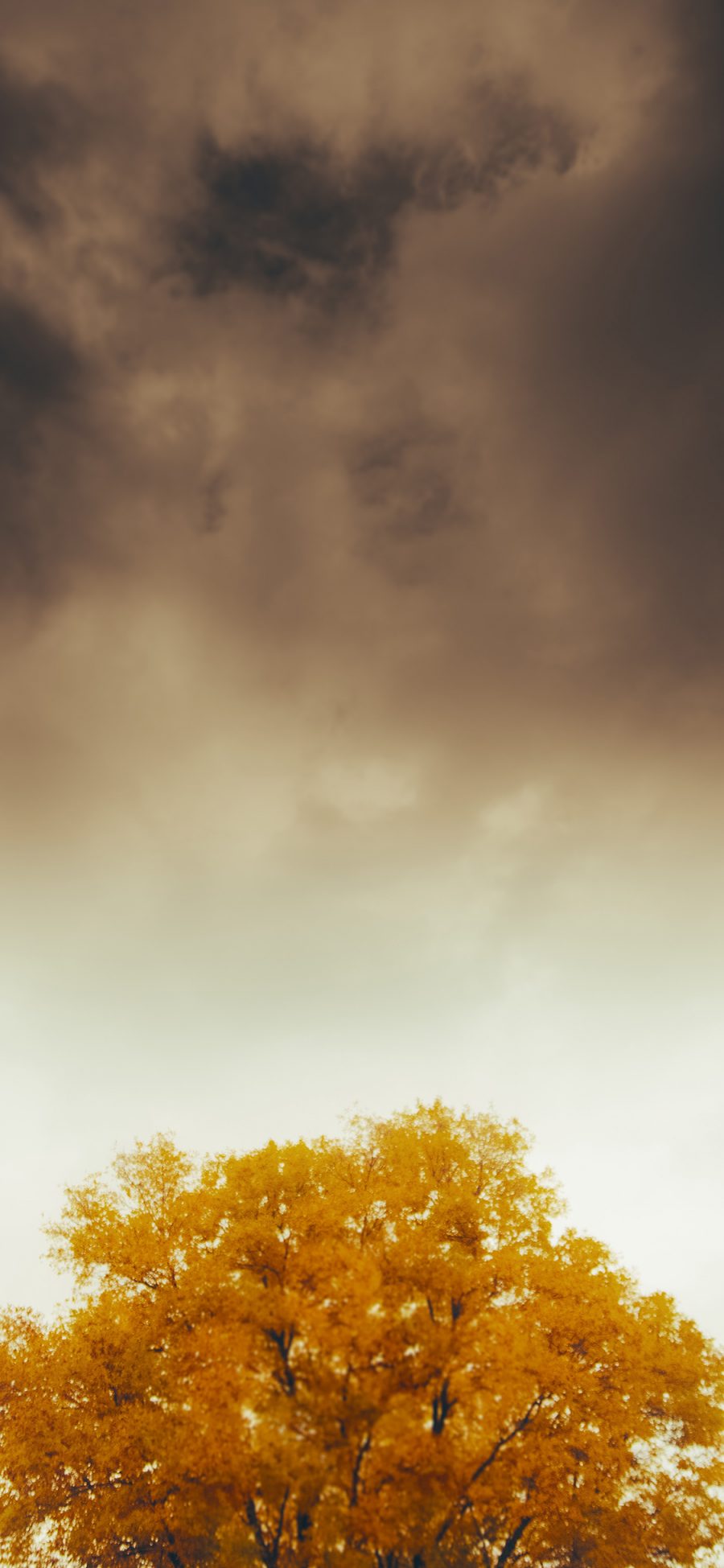 [2436×1125]秋季 枯黄 树冠 昏暗 苹果手机壁纸图片