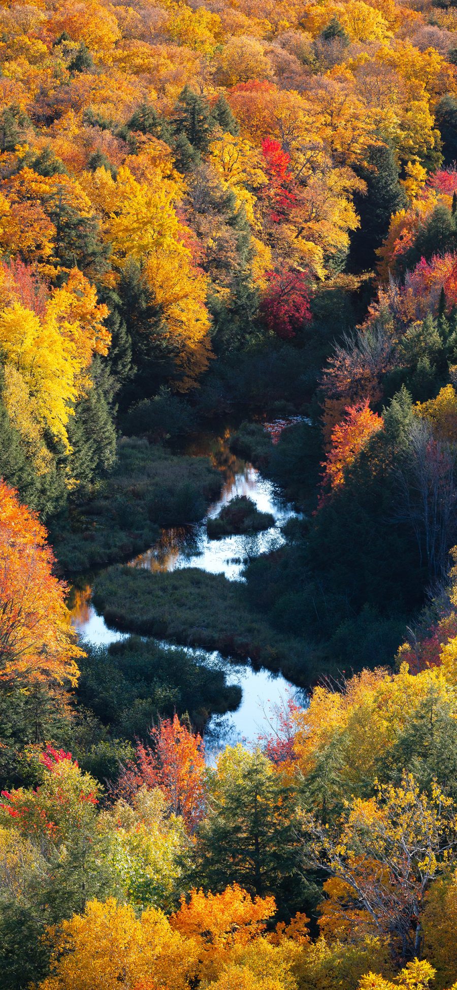 [2436×1125]秋季 树木 树叶 枯黄 水流 苹果手机壁纸图片