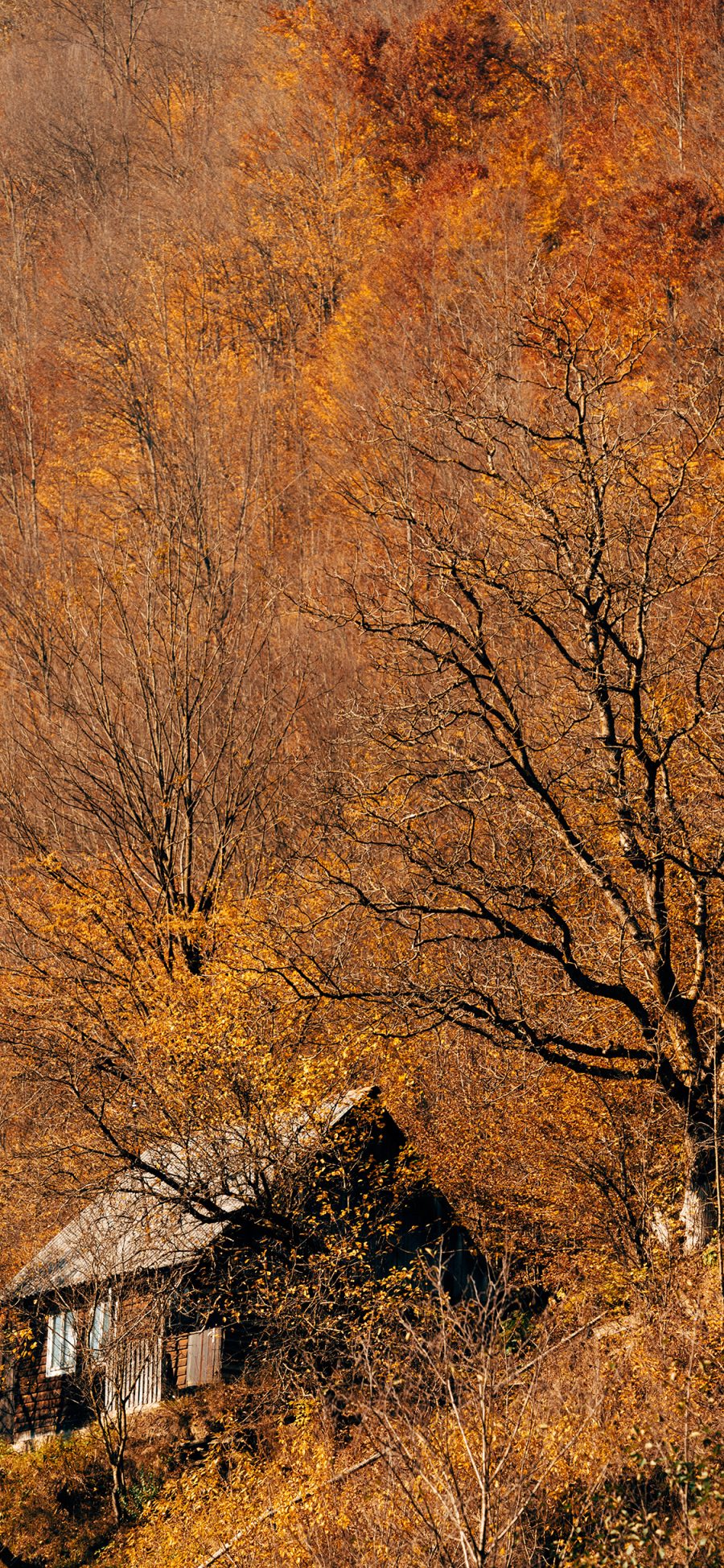 [2436×1125]秋季 落叶 枯黄 木屋 苹果手机壁纸图片