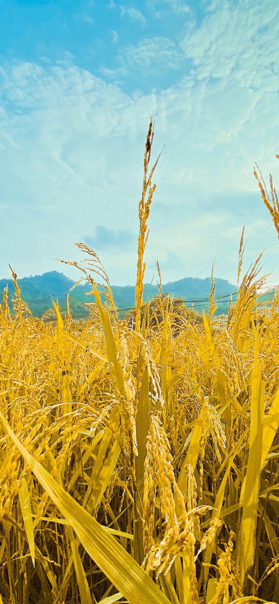 [2436×1125]稻田 水稻 田地 农产品 苹果手机壁纸图片