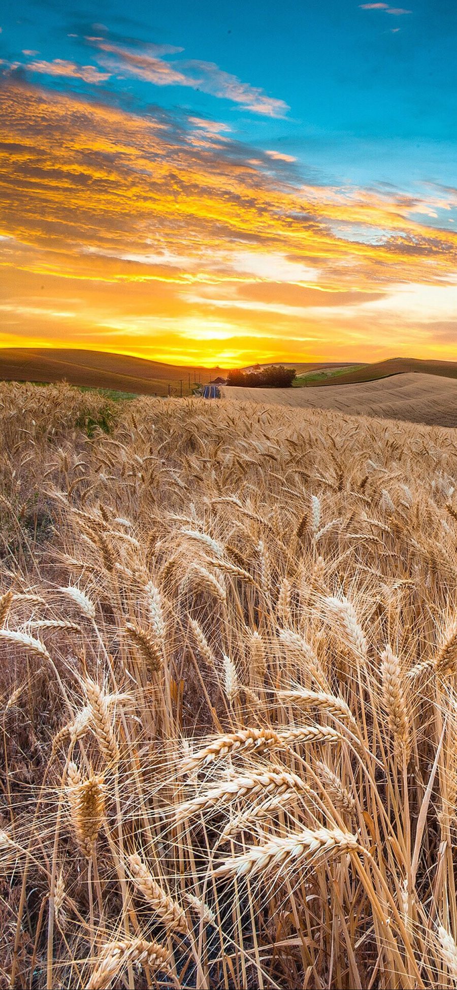 [2436×1125]稻谷 夕阳 彩霞 庄稼 苹果手机壁纸图片