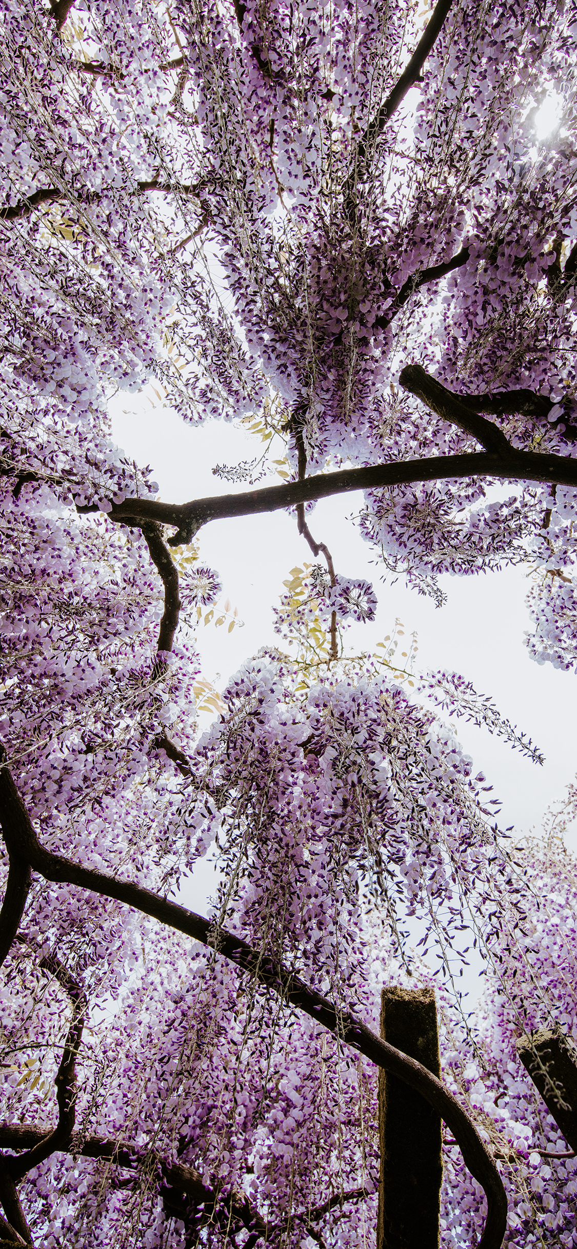 [2436×1125]紫藤 花季 紫藤花 盛开 苹果手机壁纸图片