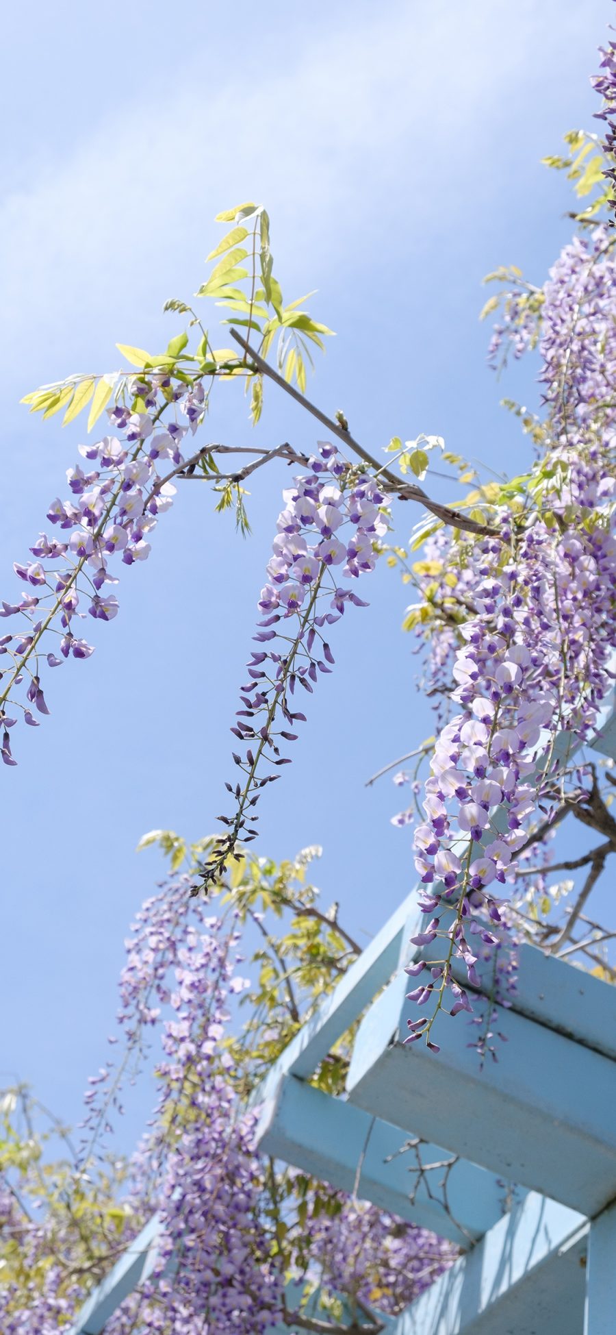 [2436×1125]紫藤花 垂落 天空 花季 苹果手机壁纸图片