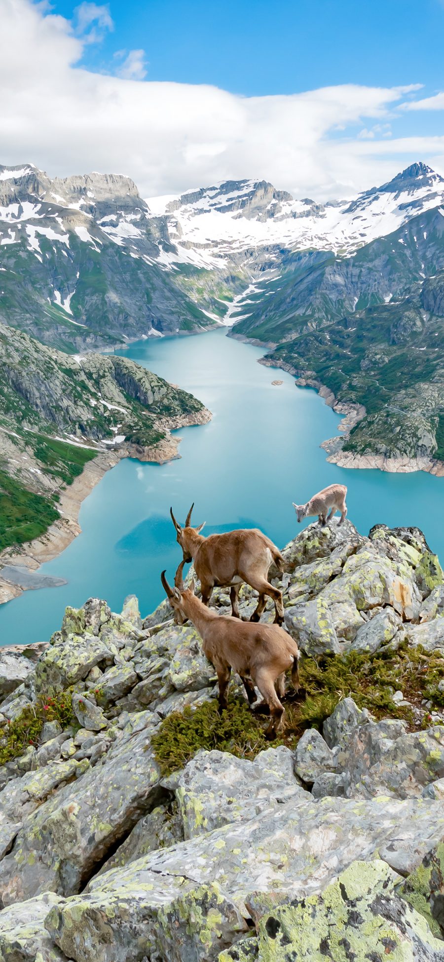 [2436×1125]羚羊 饲养 峭壁 岩石 山水 山谷 苹果手机壁纸图片