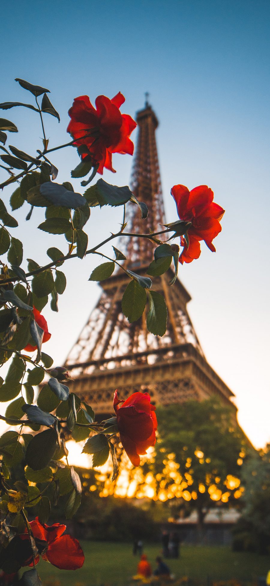 [2436×1125]背景 巴黎铁塔 鲜花 红玫瑰 苹果手机壁纸图片