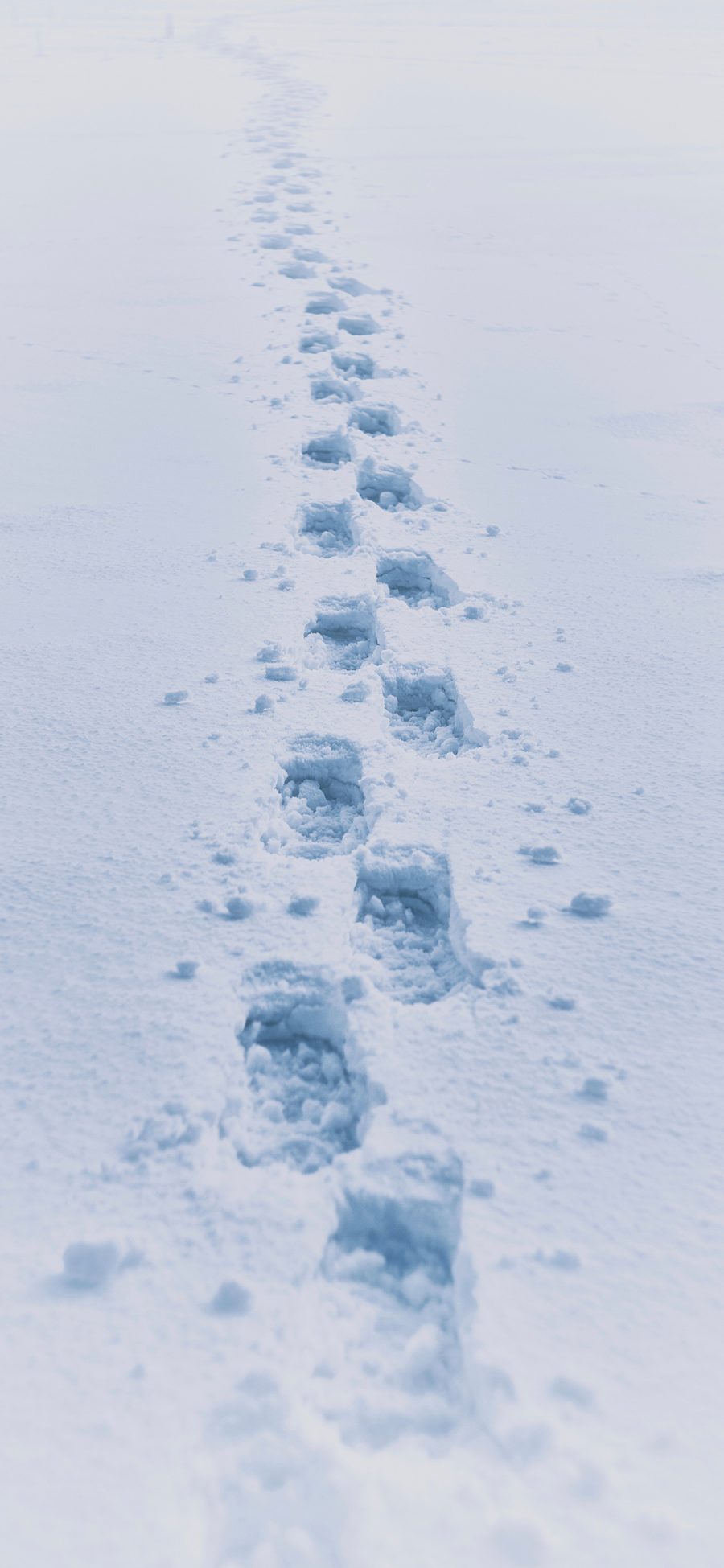 [2436×1125]脚印 雪地 白色 行走 苹果手机壁纸图片