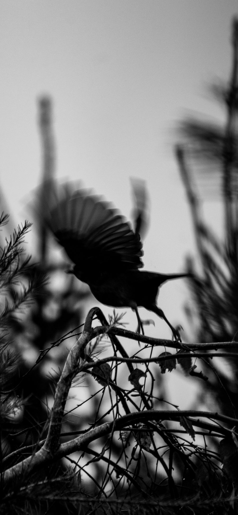 [2436×1125]自然 树木 飞鸟 展翅 黑白 苹果手机壁纸图片