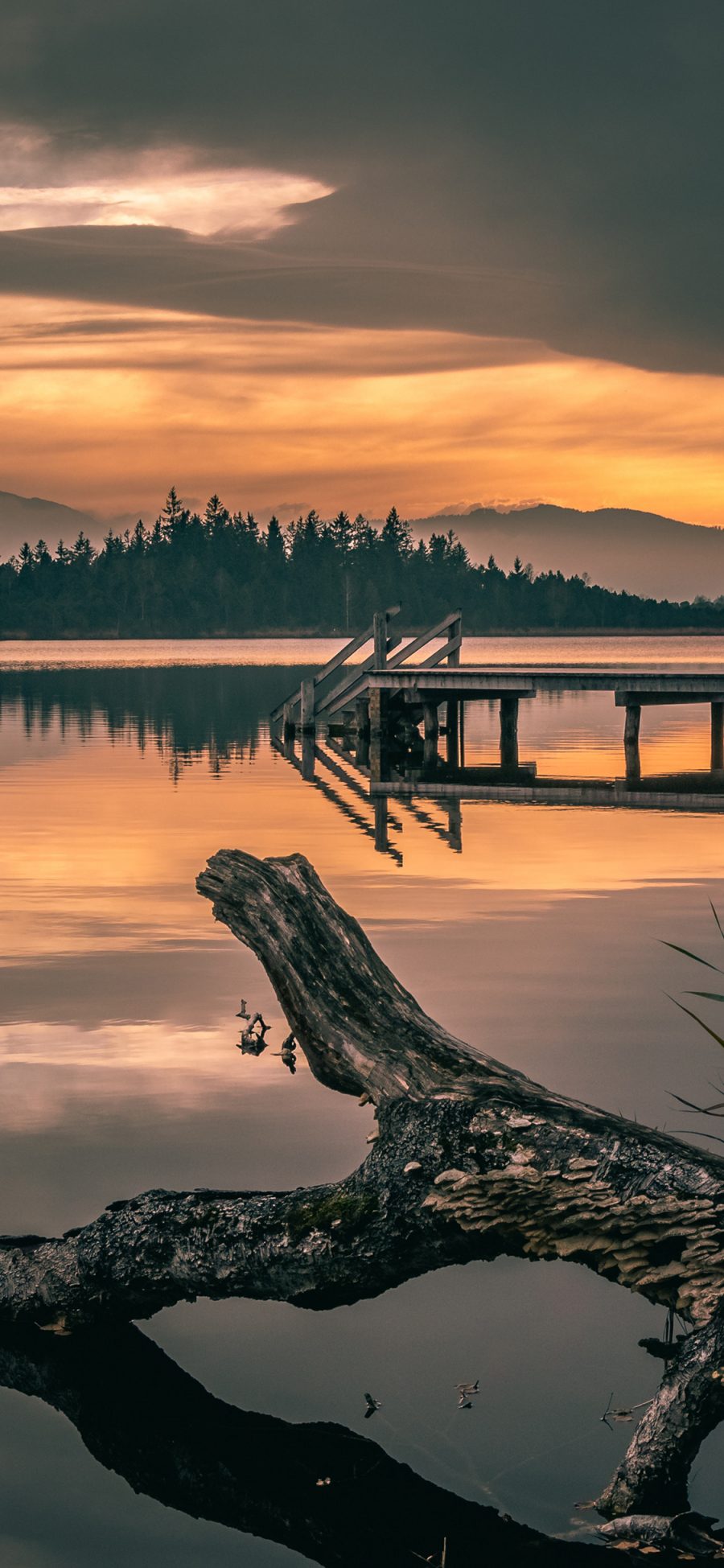 [2436×1125]自然 湖泊 树干 夕阳 苹果手机壁纸图片