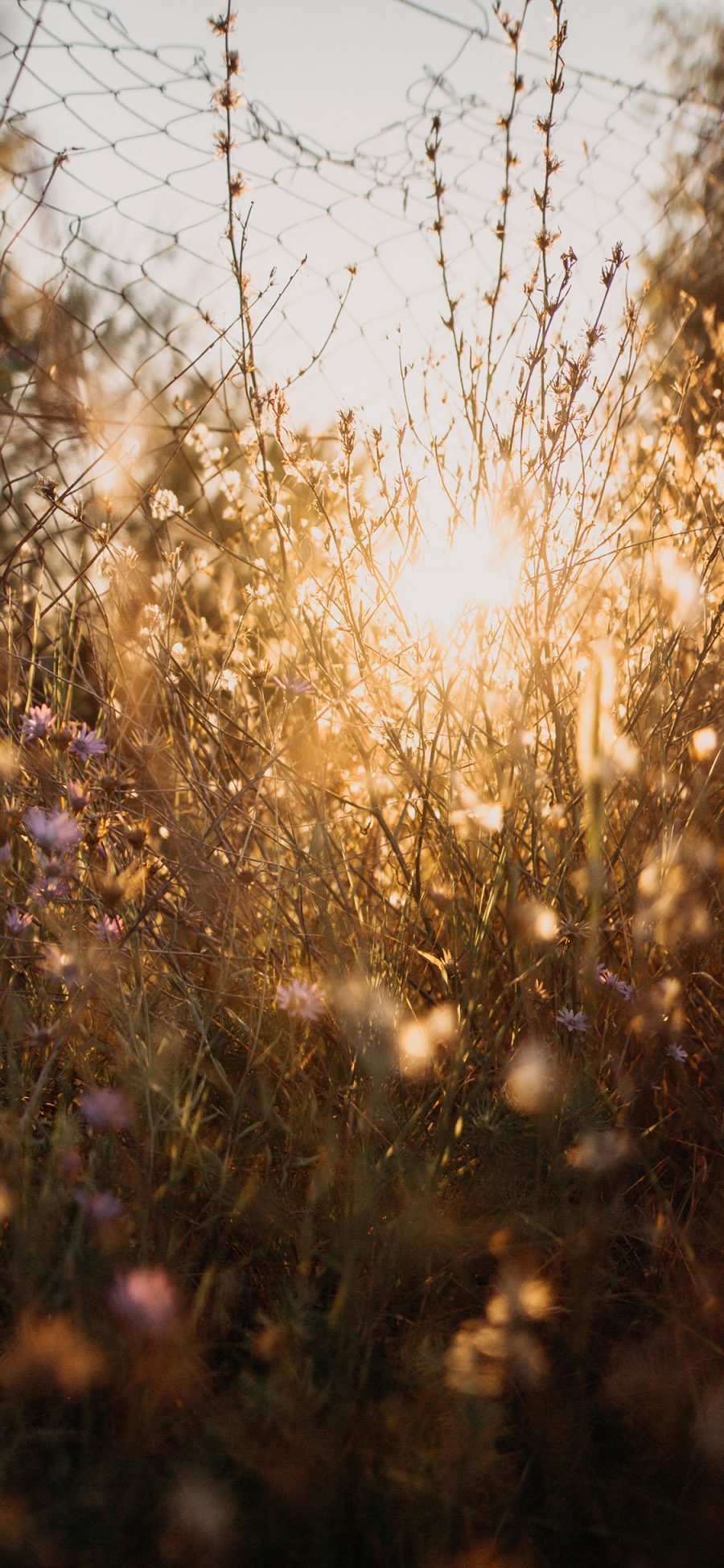 [2436×1125]自然 花丛 鲜花 阳光 苹果手机壁纸图片