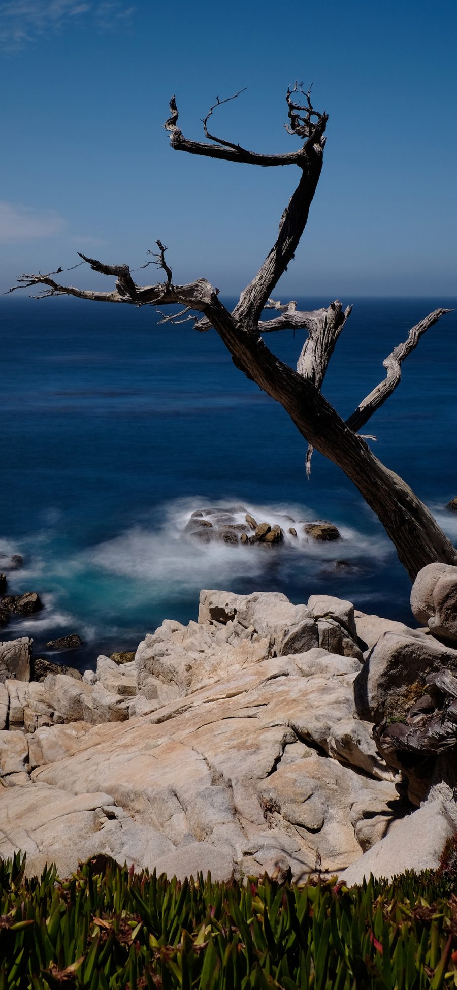 [2436×1125]自然美景 海洋 岩石 枯木 苹果手机壁纸图片