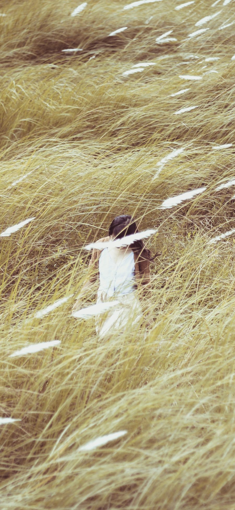 [2436×1125]自然芦苇丛 女孩写真 唯美 苹果手机壁纸图片